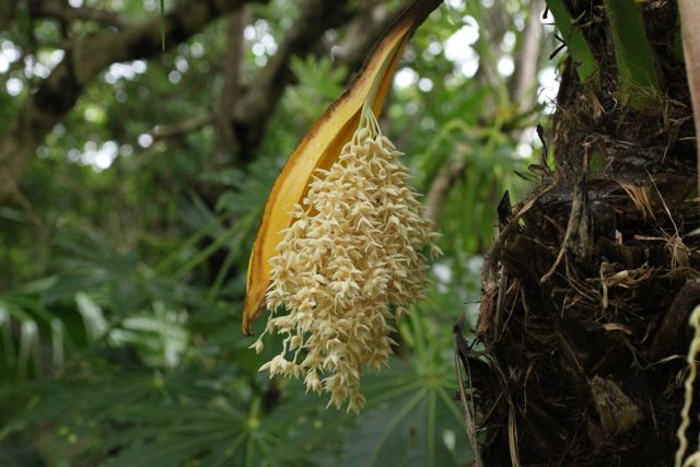 ﾌｪﾆｯｸｽ ﾛﾍﾞﾚﾆｰの雄花 あ